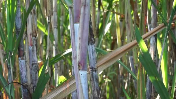Сахарный Тростник Естественным Фоном Индонезийцы Называют Tebu — стоковое видео