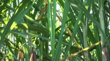 Doğal bir geçmişi olan şeker kamışı. Endonezyalılar buna tebu der.