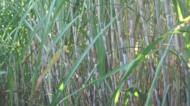 Doğal bir geçmişi olan şeker kamışı. Endonezyalılar buna tebu der.