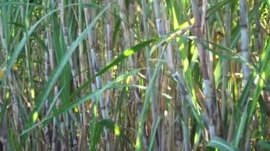 Doğal bir geçmişi olan şeker kamışı. Endonezyalılar buna tebu der.