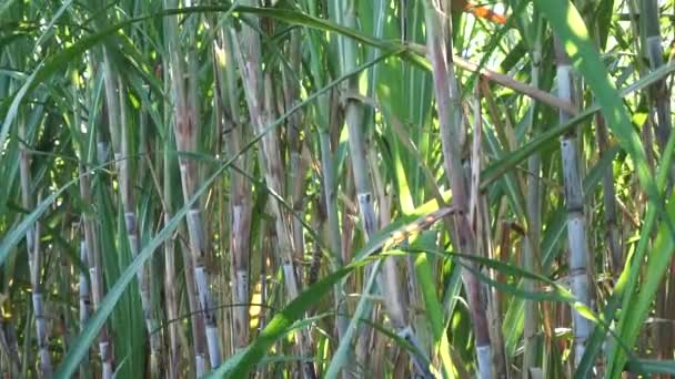 Trzcina Cukrowa Naturalnym Tłem Indonezyjczyk Nazywa Tebu — Wideo stockowe