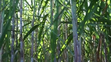 Doğal bir geçmişi olan şeker kamışı. Endonezyalılar buna tebu der.