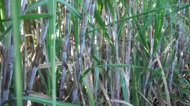 Doğal bir geçmişi olan şeker kamışı. Endonezyalılar buna tebu der.