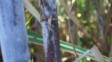 Doğal bir geçmişi olan şeker kamışı. Endonezyalılar buna tebu der.