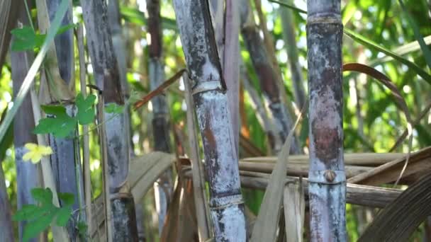 Caña Azúcar Con Fondo Natural Indonesio Llaman Tebu — Vídeos de Stock