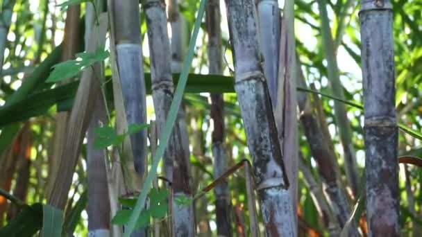 Caña Azúcar Con Fondo Natural Indonesio Llaman Tebu — Vídeos de Stock