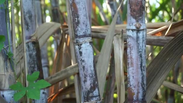 Sugarcane Natural Background Indonesian Call Tebu — Stock Video