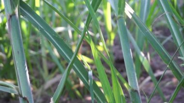 Doğal bir geçmişi olan şeker kamışı. Endonezyalılar buna tebu der.