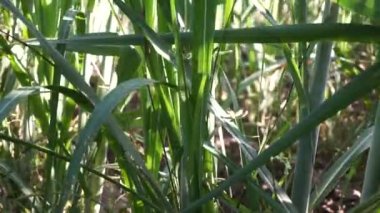 Doğal bir geçmişi olan şeker kamışı. Endonezyalılar buna tebu der.