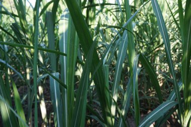 Doğal bir geçmişi olan şeker kamışı. Endonezyalılar buna tebu der.