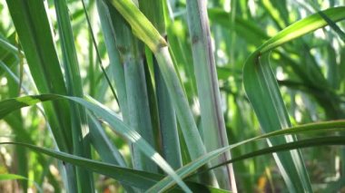 Doğal bir geçmişi olan şeker kamışı. Endonezyalılar buna tebu der.