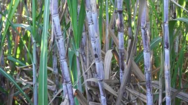 Doğal bir geçmişi olan şeker kamışı. Endonezyalılar buna tebu der.