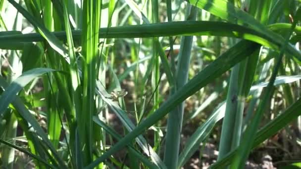 Zuckerrohr Mit Natürlichem Hintergrund Indonesier Nennen Tebu — Stockvideo
