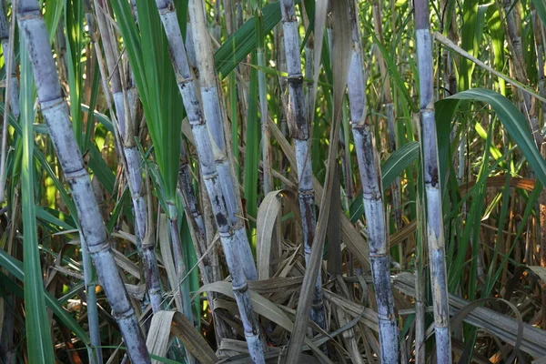 Сахарный Тростник Естественным Фоном Индонезийцы Называют Tebu — стоковое фото