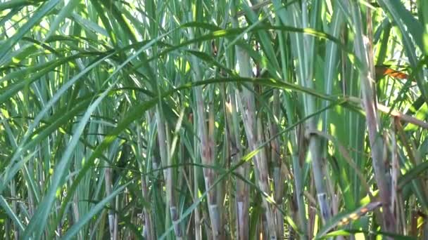 Caña Azúcar Con Fondo Natural Indonesio Llaman Tebu — Vídeos de Stock