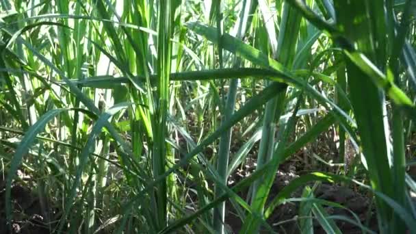 Caña Azúcar Con Fondo Natural Indonesio Llaman Tebu — Vídeos de Stock