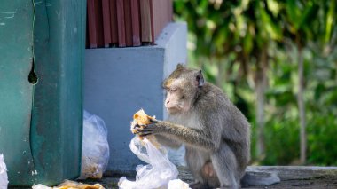 Açlıktan ölen maymun plastik yiyor. Kullanılmış plastik gıda ambalajları yemek..