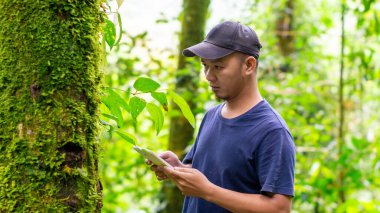 Piper retrofractum (Cabe jawa) çiftçisi. Çiftlikteki bitkileri kontrol ediyorum. Modern tarım.