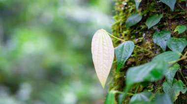 Piper retrofractum (Cabe jawa, Balili uzun biber, Java uzun biberi, dei-phlei, deebplee) ağaçta bitki.