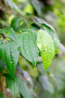 Piper retrofractum (Cabe jawa, Balili uzun biber, Java uzun biberi, dei-phlei, deebplee) ağaçta bitki.