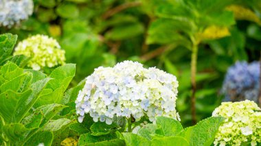 Hortensia (Hydrangea, bunga bokor, bunga masamba) çiçeği. Hydrangea makrophylla Japonya 'ya özgüdür ve Honshu' nun güneyindeki kıyı bölgelerinde bulunur..