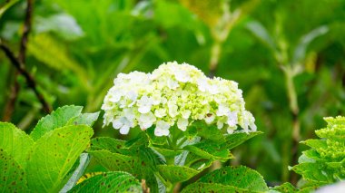 Hortensia (Hydrangea, bunga bokor, bunga masamba) çiçeği. Hydrangea makrophylla Japonya 'ya özgüdür ve Honshu' nun güneyindeki kıyı bölgelerinde bulunur..