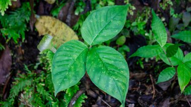Ormanda Arisaema Roxburghii çiçeği. Yeşilimsi beyaz bir spesiyalin yer aldığı eşsiz bir 