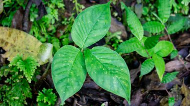 Ormanda Arisaema Roxburghii çiçeği. Yeşilimsi beyaz bir spesiyalin yer aldığı eşsiz bir 
