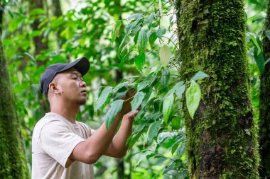 Asian male farmer with black hat is examining Piper retrofractum (cabe jawa, Balinese long pepper, Javanese long pepper, dei-phlei, deebplee) in the garden