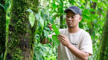 Asian male farmer with black hat is examining Piper retrofractum (cabe jawa, Balinese long pepper, Javanese long pepper, dei-phlei, deebplee) in the garden