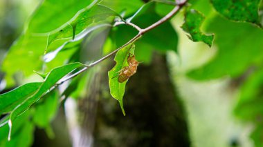 Ağustos böcekleri (Tonggeret, Tonggeret, garengpung, kinjeng tangis, ağaç cırcır böcekleri). Doğal çevre göstergesi hayvanlar çünkü bu hayvanlar sadece kirlilikten arınmış bölgelerde yaşamak istiyorlar..