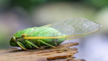 Ağustos böcekleri (Tonggeret, Tonggeret, garengpung, kinjeng tangis, ağaç cırcır böcekleri). Doğal çevre göstergesi hayvanlar çünkü bu hayvanlar sadece kirlilikten arınmış bölgelerde yaşamak istiyorlar..