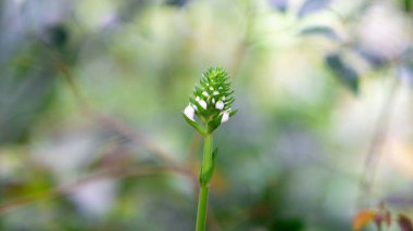 Calanthe triplicata (yaygın Noel orkidesi, Anggrek popocongan, Ahan abal, Lemba utan, Bunga tida lapis). Bu orkide sindirim bozuklukları ve diş çürümesi için kullanılır..