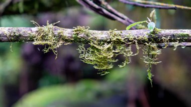 Epiphyte eğreltiotu ve yosun ormandaki ağaçta.