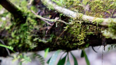 Epiphyte eğreltiotu ve yosun ormandaki ağaçta.