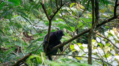Trachypithecus (lutunglar, langurlar, sağır maymunlar). 
