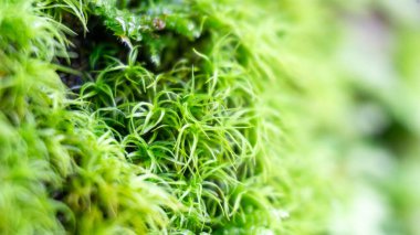 Duvardaki makro yeşil yosunları kapatın. Yosun duvarı tahrip etti..