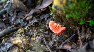 Verimli parantez (Lingzhi, Ganoderma lucidum, reishi, verniklenmiş conta, laktroz, ling chih). Acı bir çay yapmak için kullanılır..
