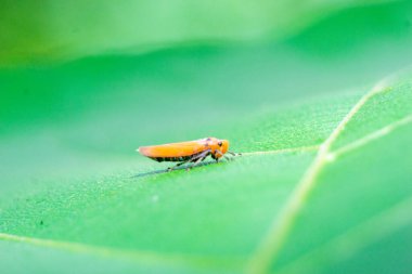 Bothrogonia ferruginea (turuncu yapraklı zıpzıp, turuncu keskin nişancı, Bothrogonia addita, büyük kahverengi yapraklı zıpzıp). Cicadellidae familyasından Bothrogonia cinsi altında bulunur..