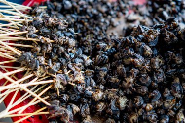 Salyangoz şiş yapmaya hazırlanılıyor (Endonezya salyangoz şişi). Salyangoz etini şişliyorum..