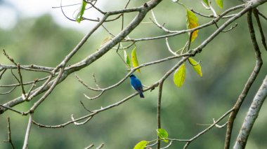 İndigo sinekkapan (