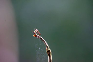 Hırsız sineği (Asilidae, suikastçı sinekler, arı avcısı). 