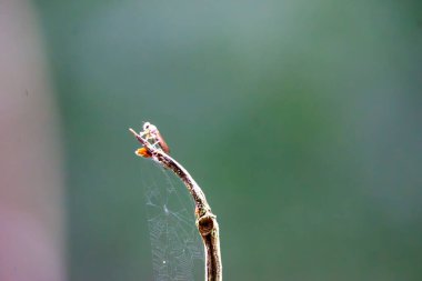 Hırsız sineği (Asilidae, suikastçı sinekler, arı avcısı). 