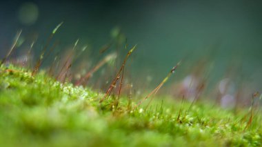 Ormandaki çürüyen odunlara bağlı genç sporofitlerle yosun bitkisi.