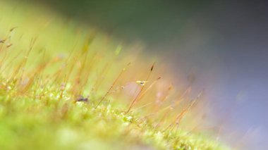 Ormandaki çürüyen odunlara bağlı genç sporofitlerle yosun bitkisi.