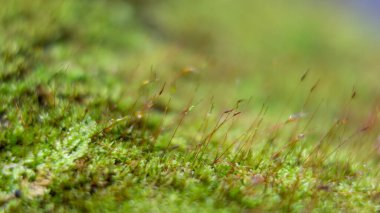 Ormandaki çürüyen odunlara bağlı genç sporofitlerle yosun bitkisi.