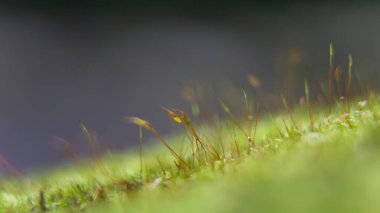 Ormandaki çürüyen odunlara bağlı genç sporofitlerle yosun bitkisi.