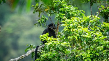 Doğu Javan langur (Trachypithecus auratus, ebony lutung, Javan langur, Javan lutung, lutung jawa). Bacakları, yanları ve favorileri kahverengimsi bir renge sahip, genel olarak parlak siyah.