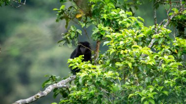 Doğu Javan langur (Trachypithecus auratus, ebony lutung, Javan langur, Javan lutung, lutung jawa). Bacakları, yanları ve favorileri kahverengimsi bir renge sahip, genel olarak parlak siyah.