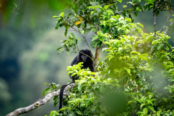Doğu Javan langur (Trachypithecus auratus, ebony lutung, Javan langur, Javan lutung, lutung jawa). Bacakları, yanları ve favorileri kahverengimsi bir renge sahip, genel olarak parlak siyah.